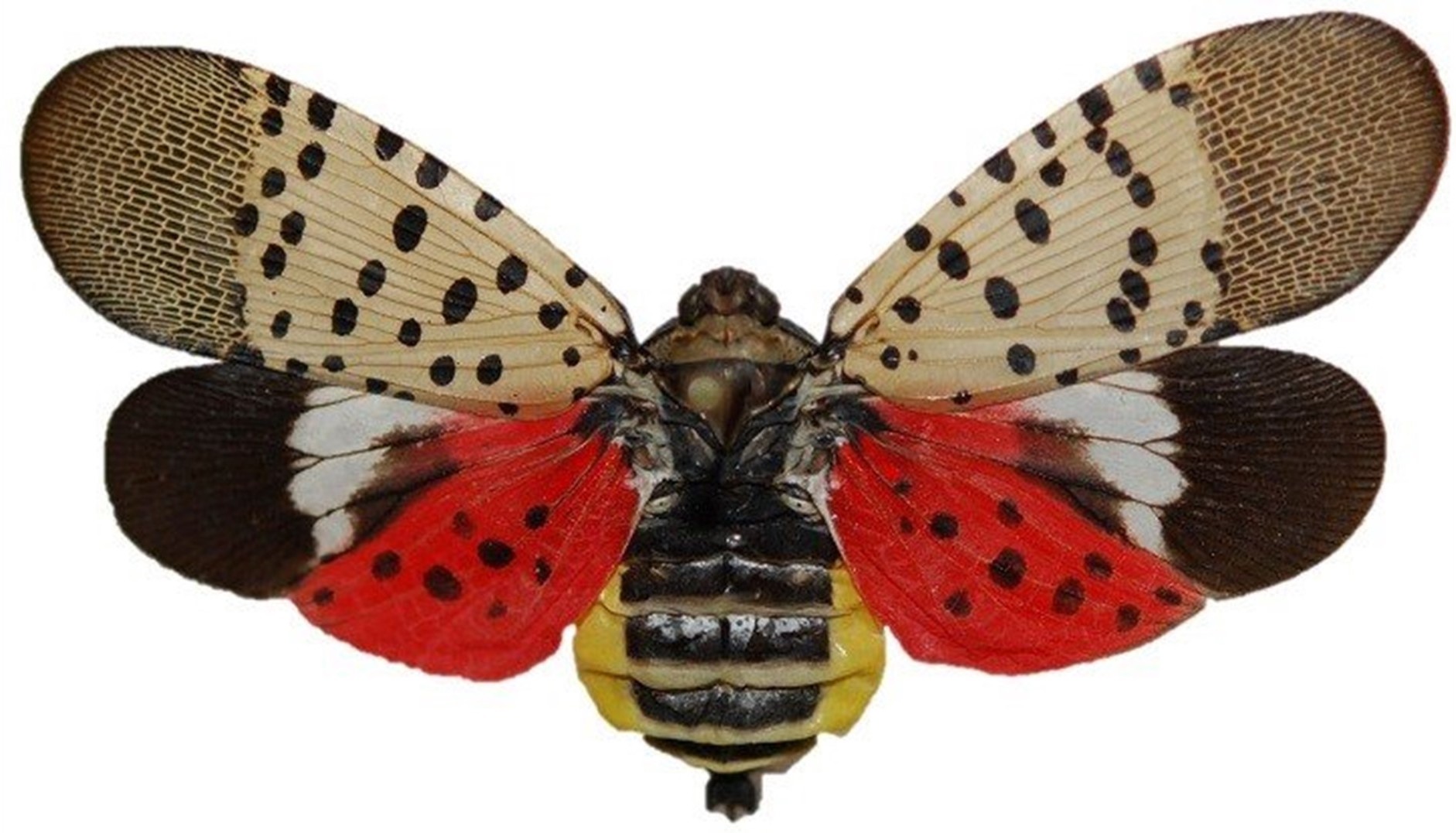 Spotted Lanternfly