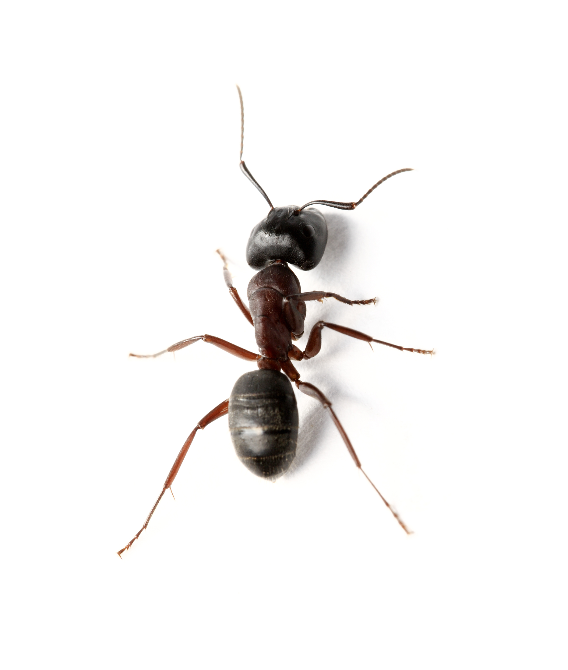 large black ant