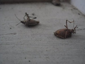 Stink Bugs Control leaves 2 stink bugs dead