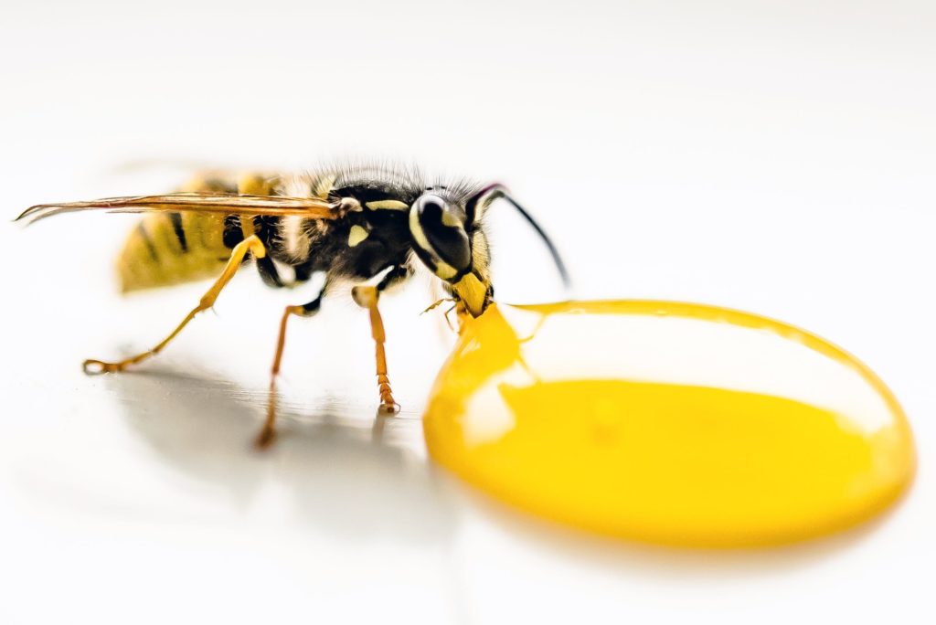 magnified bee slurping up yellow sugar