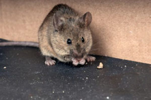mouse sitting and eating
