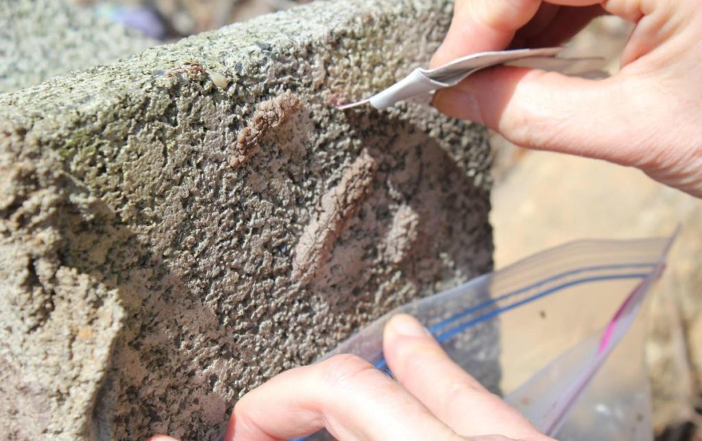 scraping lanternfly eggs from trees