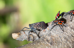 spotted lanternfly nymphs