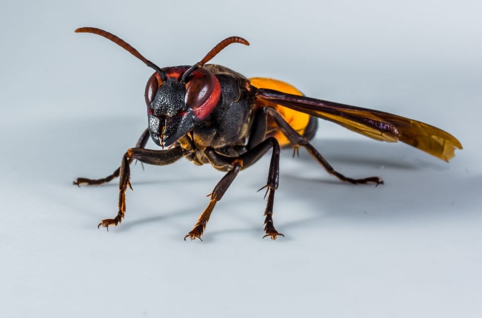 european hornet