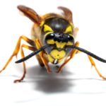 yellowjacket