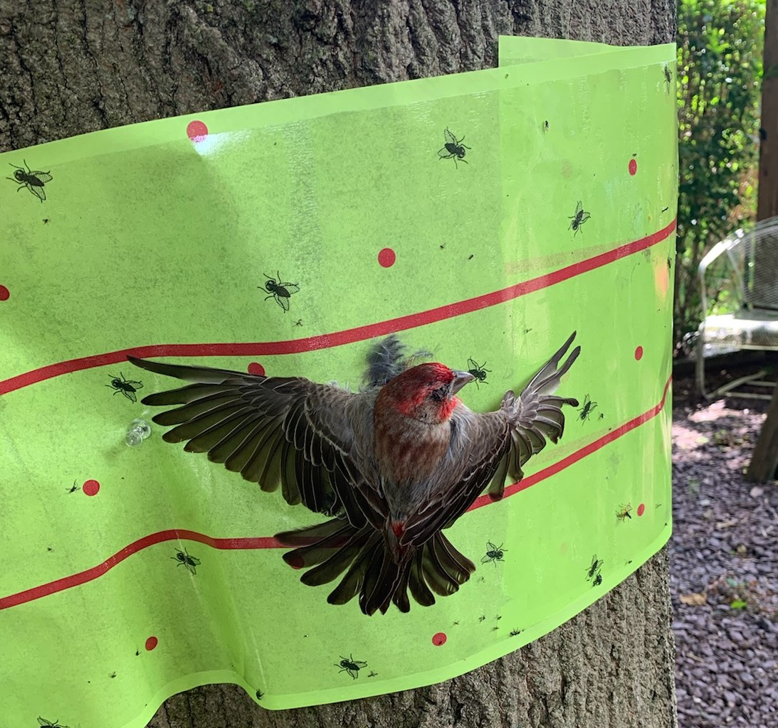 Caution! Birds Getting Stuck on Lanternfly Tree Tape Dominion Pest