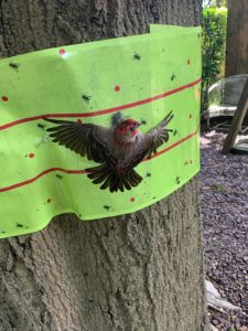 wren stuck to lanternfly tree tape