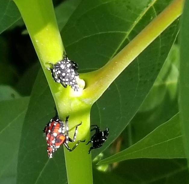 lanternfly nymphs