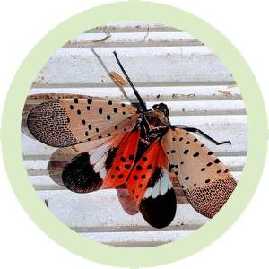 spotted lanternfly