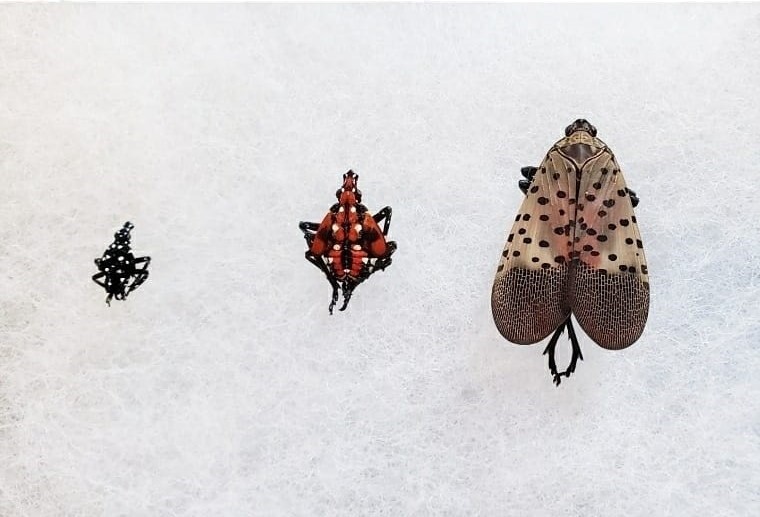 stages of spotted lantern flies