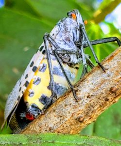 pregnant spotted lanternfly