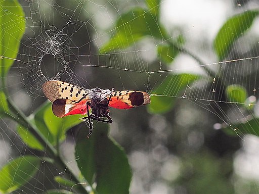 a lanternfly caught in a spider web