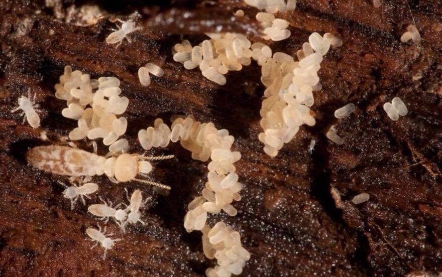 termites destroying wood in Lancaster County
