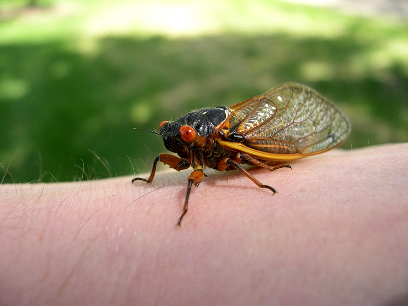 17 year cicada coming to Lancaster and York
