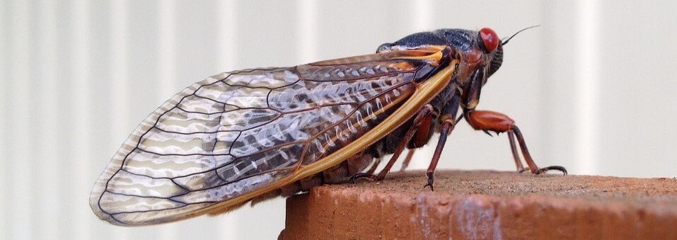 cicada in pennsylvania