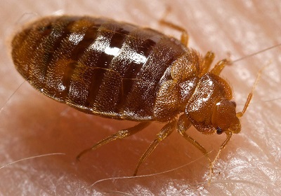 bed bug on skin