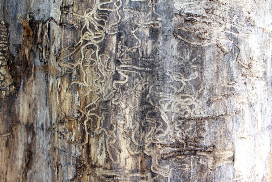 tree with termite tracks