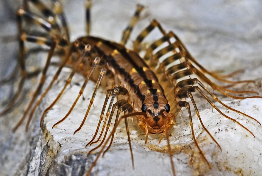 house centipede