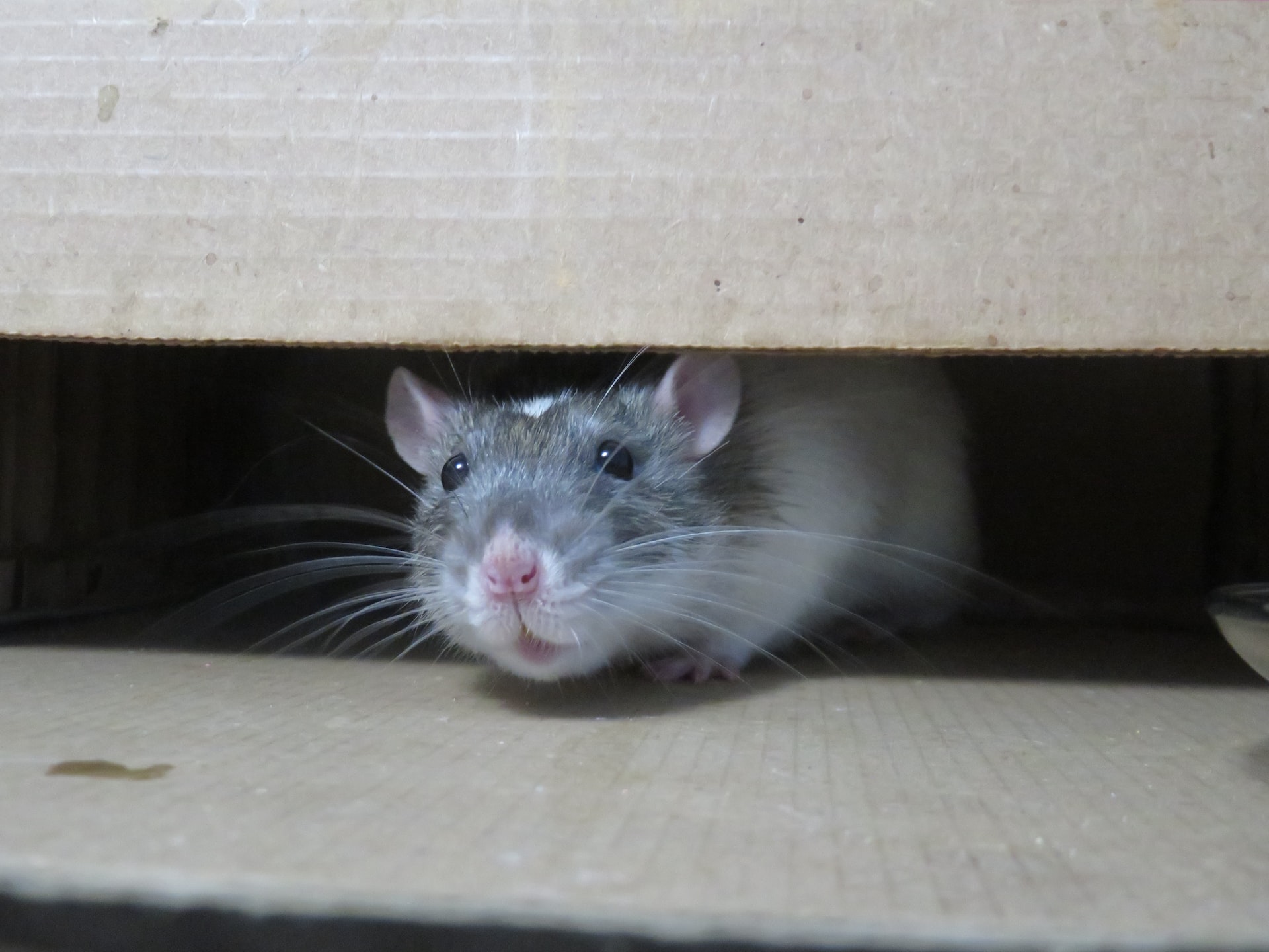 How Do You Kill Rats before They Reproduce?