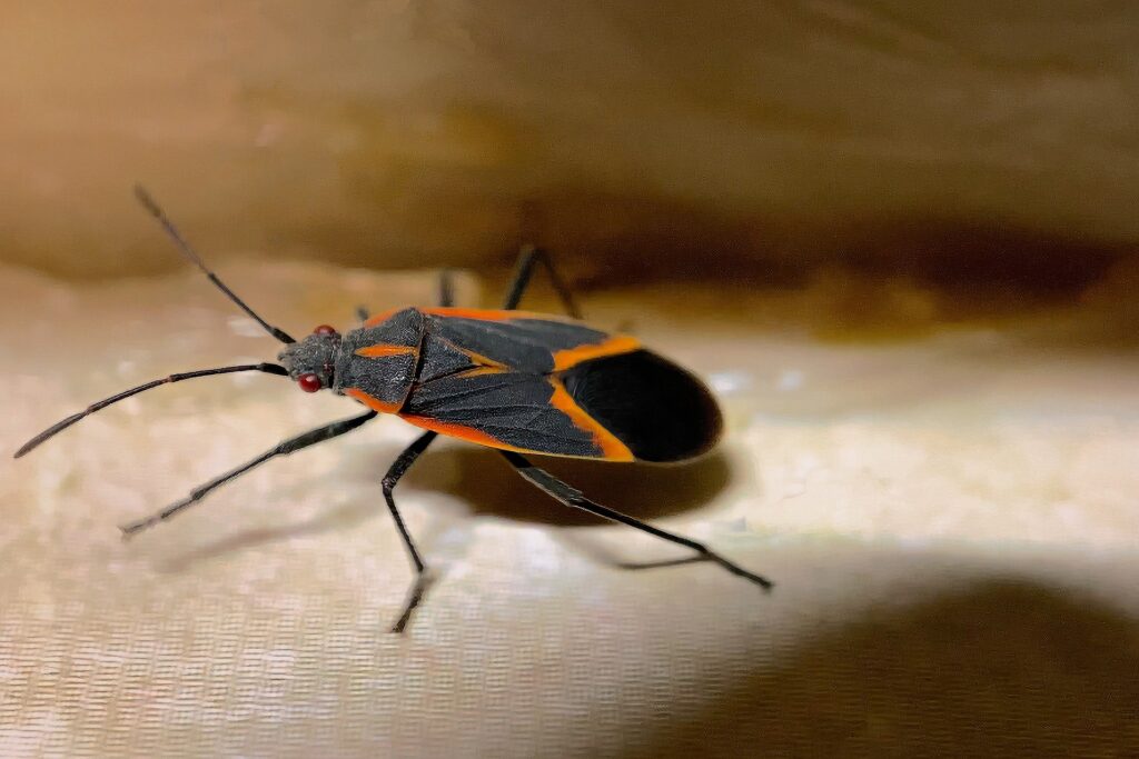 Boxelder Bug