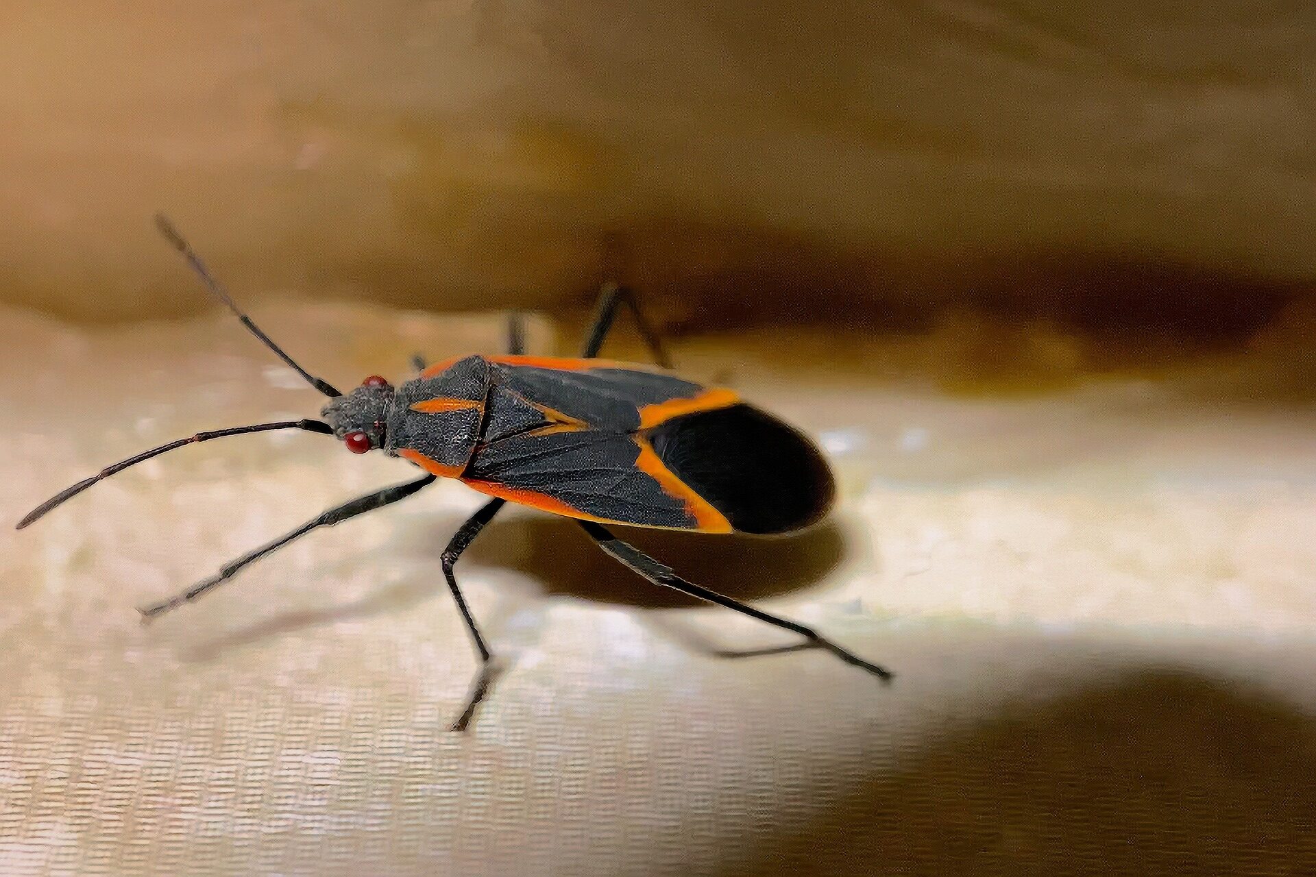 box elder bug pest control