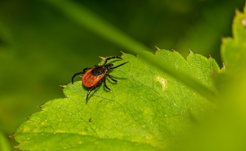 How to Get Rid of Ticks Naturally