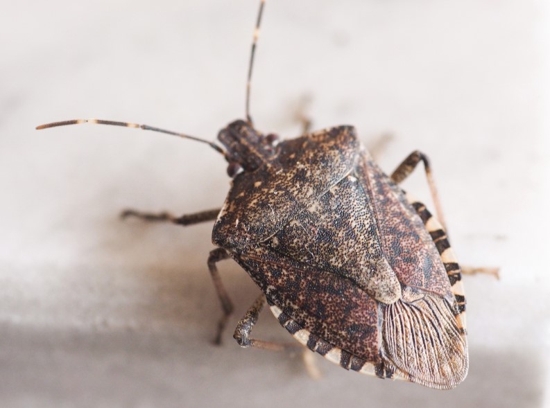 stink bug control: brown marmorated stinkbug