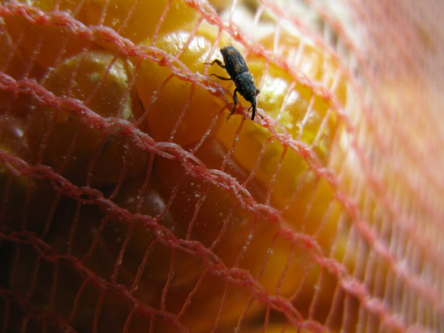 Grain Weevil Treatment